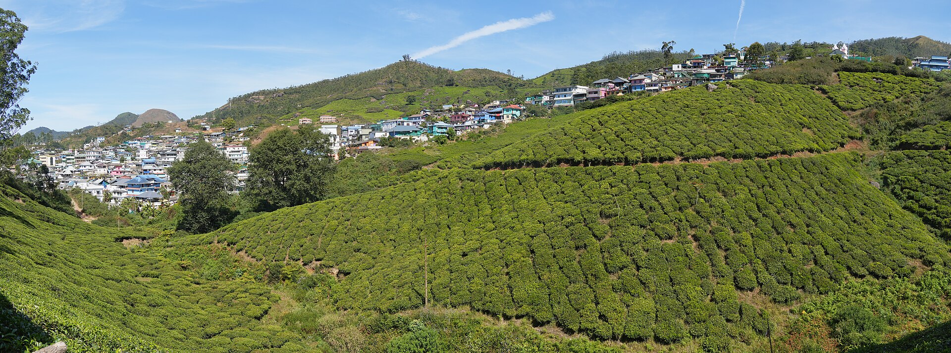 Munnar vs Wayanad: Which Kerala Hill Station Should You Pick?