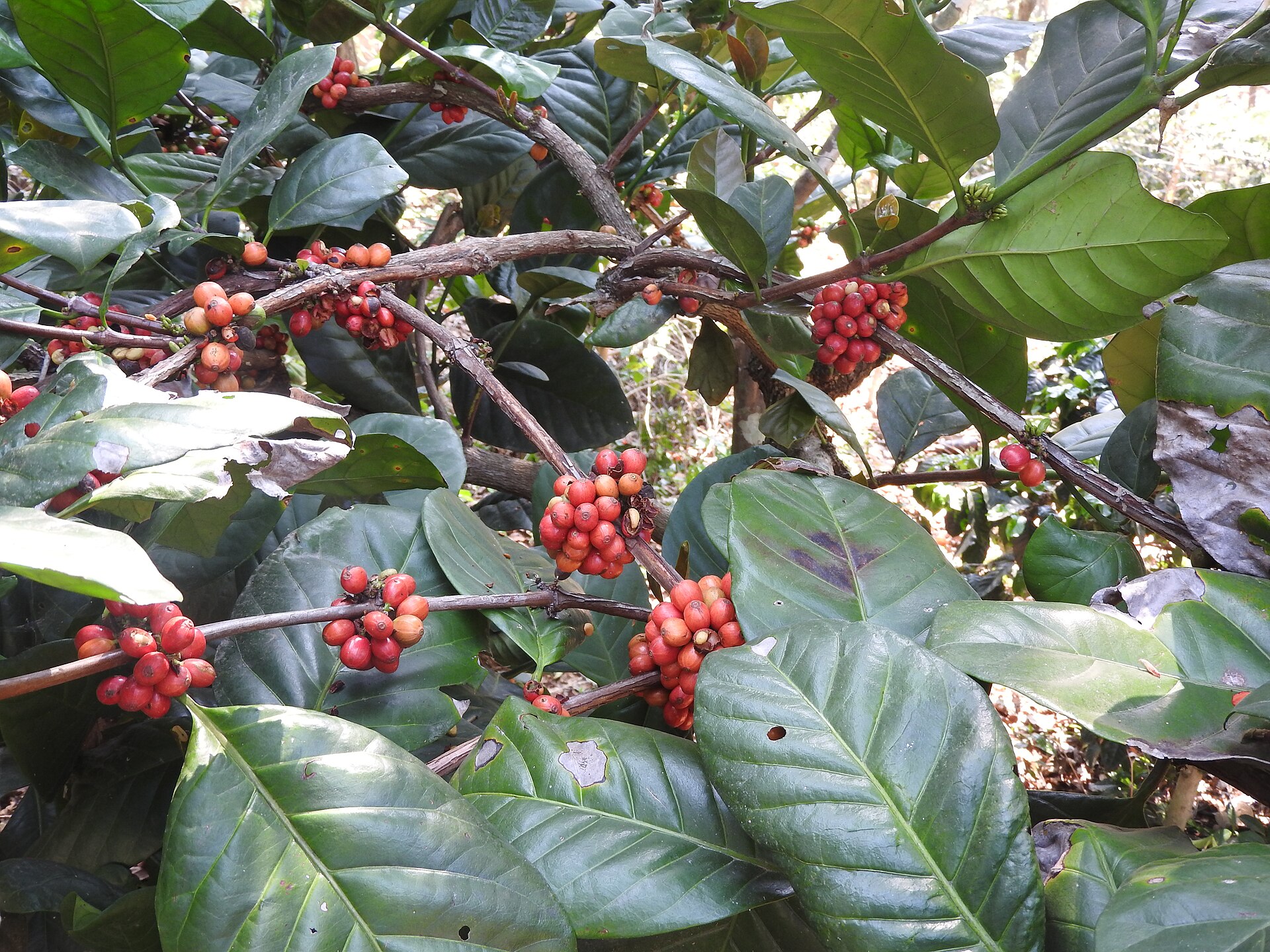 How a Fungus Turned Wayanad Into Robusta Country: The Story of Kerala’s Coffee Hills